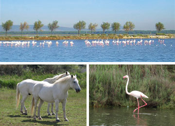 RESORT : Port Camargue