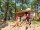 BISCARROSSE PLAGE : Camping Campeole le Vivier