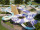 LE BUGUE SAINT AVIT DE VIALARD : St Avit Residence / Bungalows