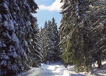 RESORT : Foncine le Haut